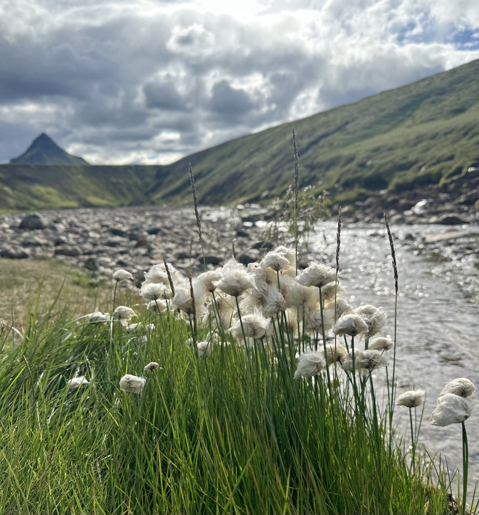 Streamside vista with floss tufted blossoms tucked behind green grass in the foreground with a prominent peak in the distance under dark cloudy skies. 