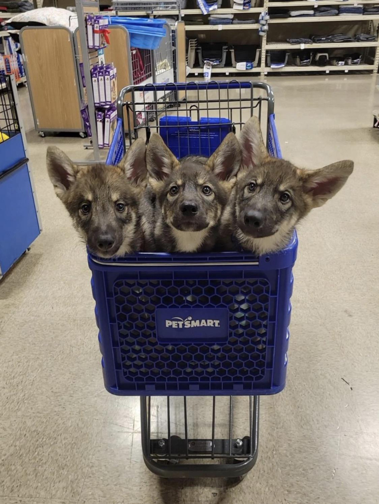 three grey shepherd puppies in a petsmart shopping cart, but all you can see are their heads