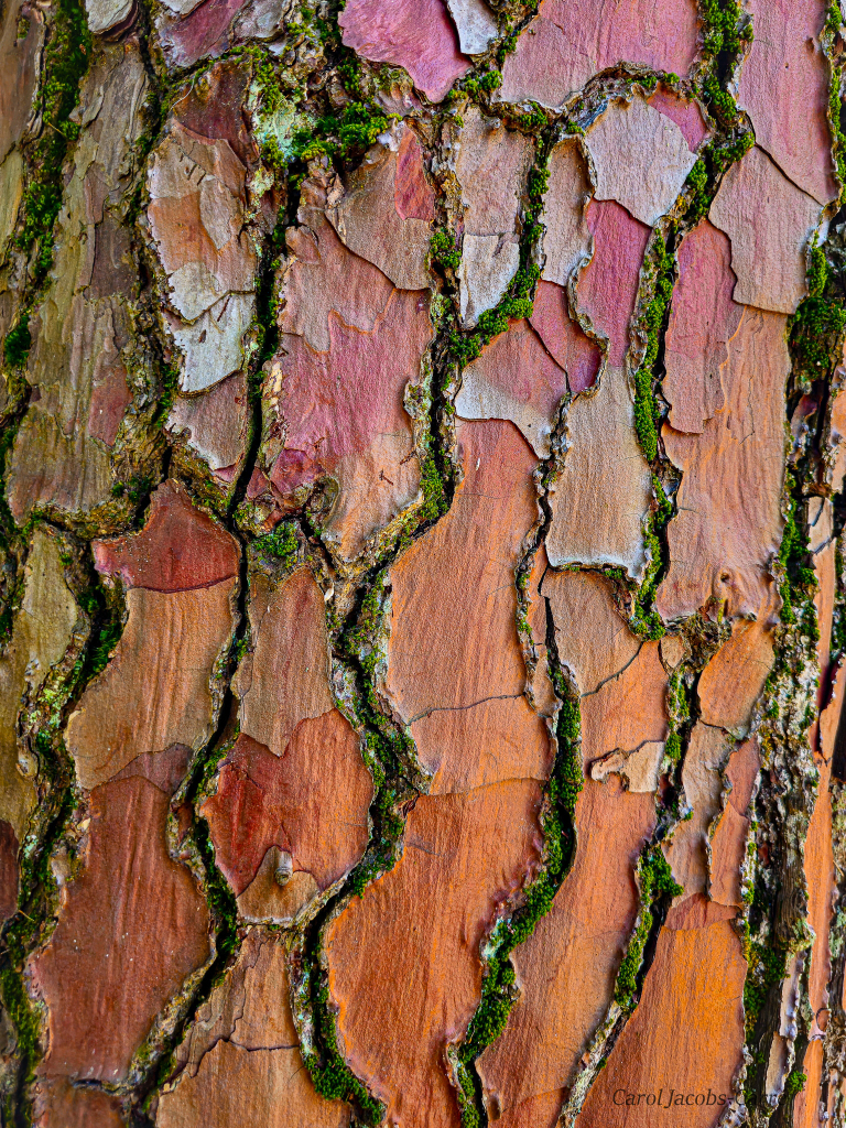 This photo is a closeup of a maritime pine trunk, showing its bark textures, The bark has overlapping scales  or plaques shaped like long irregular polygons. Deep fissures lined with green moss define the scales. The color of the bark ranges from a faded bluish gray to brick red to bright rusty orange.