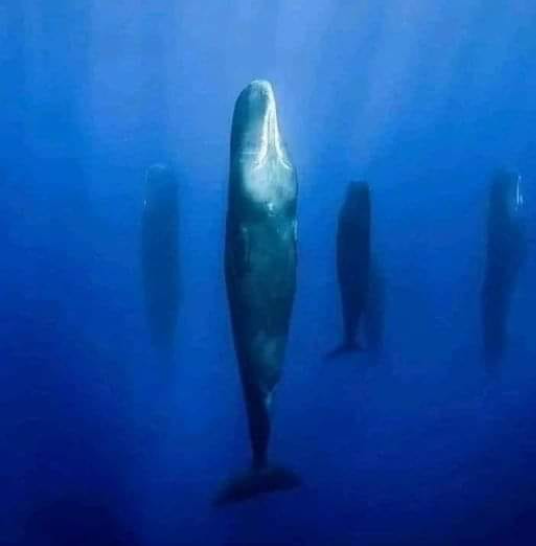 sperm whales taking a nap