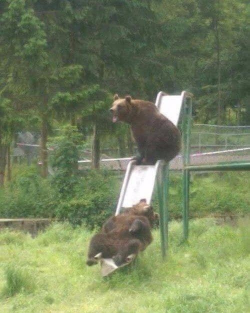 two bears on a slide in a part - one looks like its laughing and the other looks like it's sleeping on the bottom part