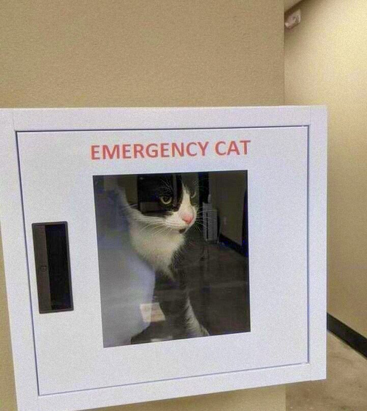 tuxedo cat with pink nose looking out of the window of a box that is labelled: emergency cat