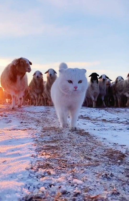 white cat leading a herd of sheep on a snowy pathway.