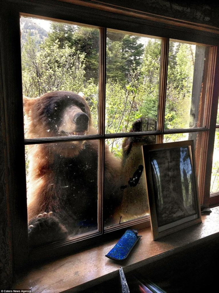 a brown bear tapping at a window, with the forest behind it -- the bear looks like it's smiling