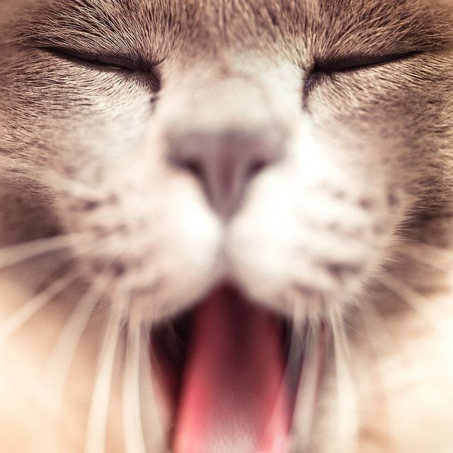 extreme close up of a cat's snout as it yawns -- it's pink tongue is out