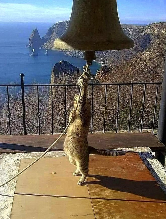 a brown tabby cat reaching up for a bell rope -- the bell is visible as is a beautiful cliffline and sea vista