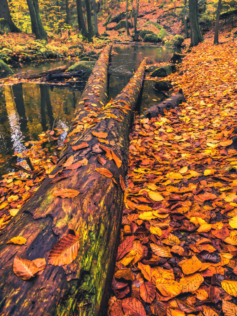 Baumstamm auf dem Waldboden liegend, teils einen Bach überlagernd. Viel buntes Herbstlaub.