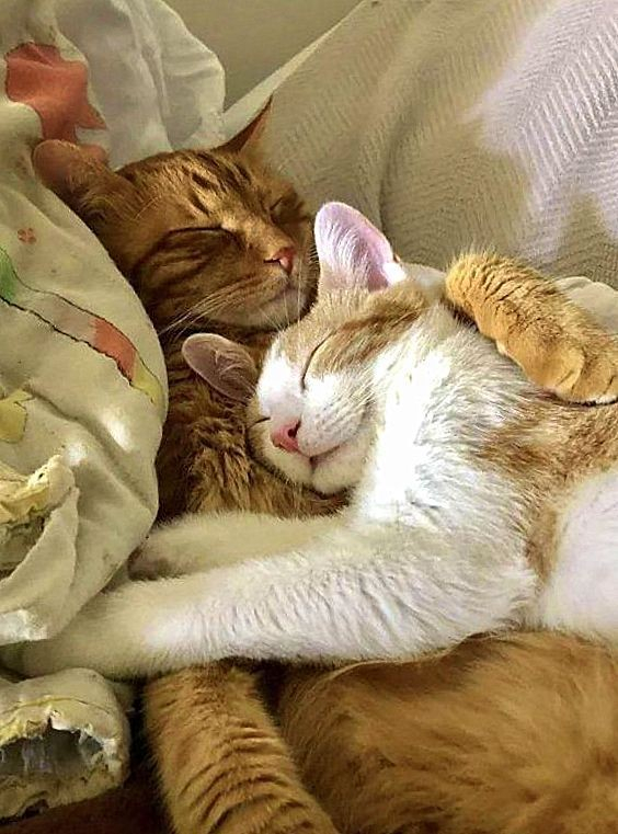 two cats asleep, a white and orange cat lying on top of an orange cat like humans