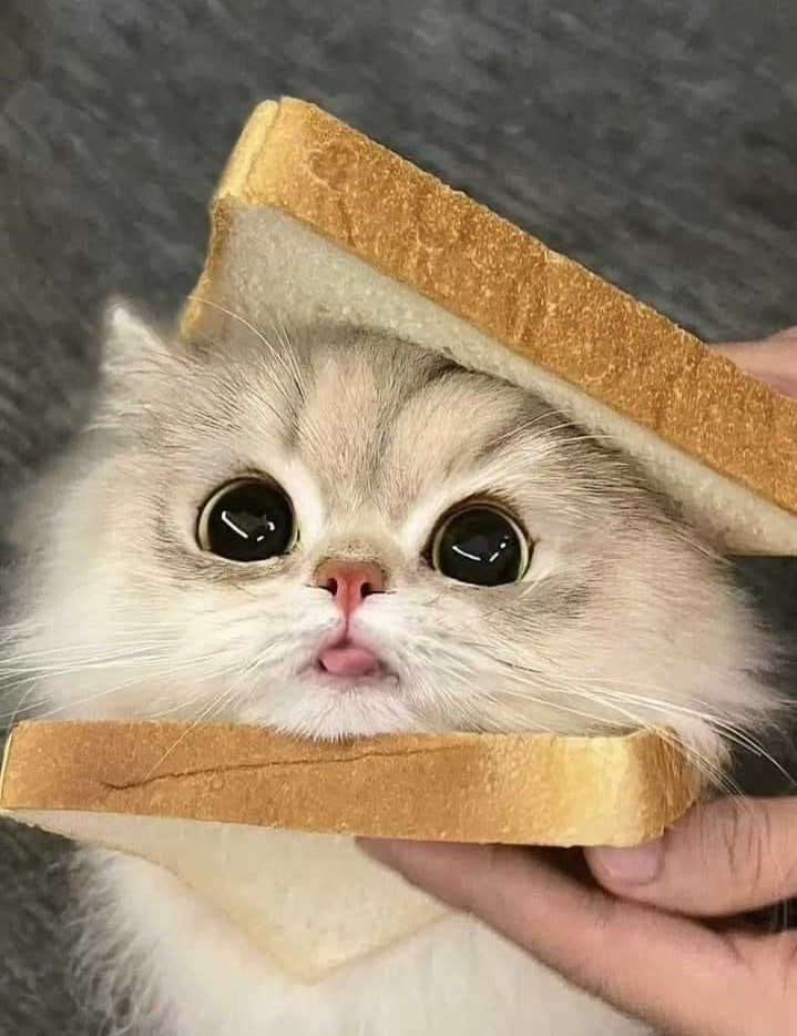 really cute grey cat with big pupils and its tongue stuck out just a little, with a piece of bread above and below its head