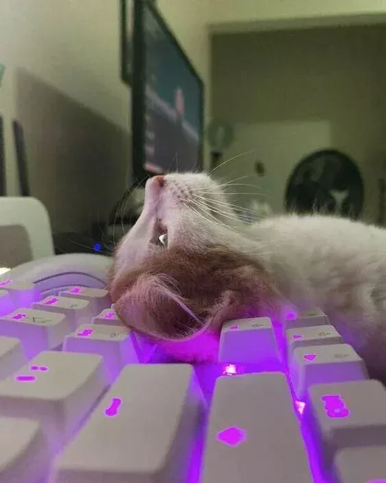 cute tabby kitten with white belly and muzzle lying back on a purple led keyboard, looking up