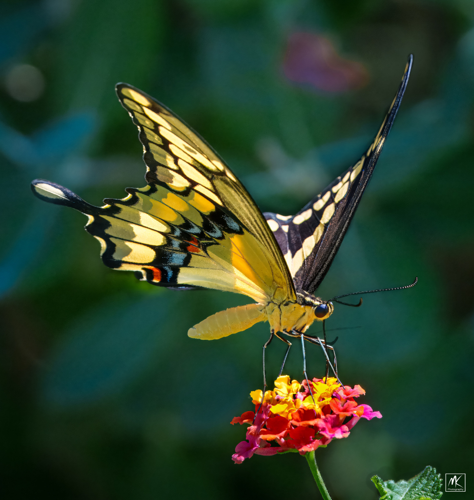 Color photo of a yellow giant and black giant swallowtail butterfly with spots of blue and red and white on the underside of the wings perched on a cluster of small red and yellow lantana flowers. 