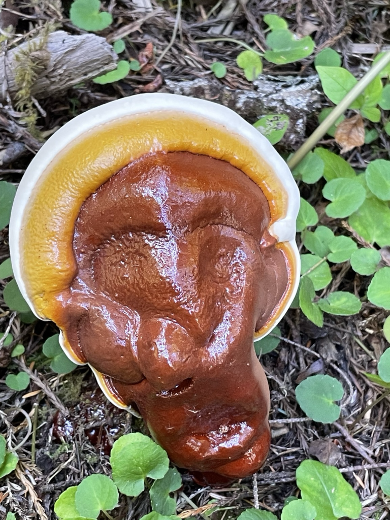 An alien life form on the floor of the redwood forest, white outer rim, yellow, and then red Ing over to the ground all very shiny and plastic looking! It’s a ganoderma shelf fungi.