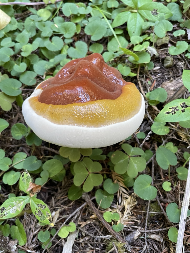 Sideways view showing the bright white rim. Rising up from the ground, amongst wood, sorrel, green clover, like leaves.