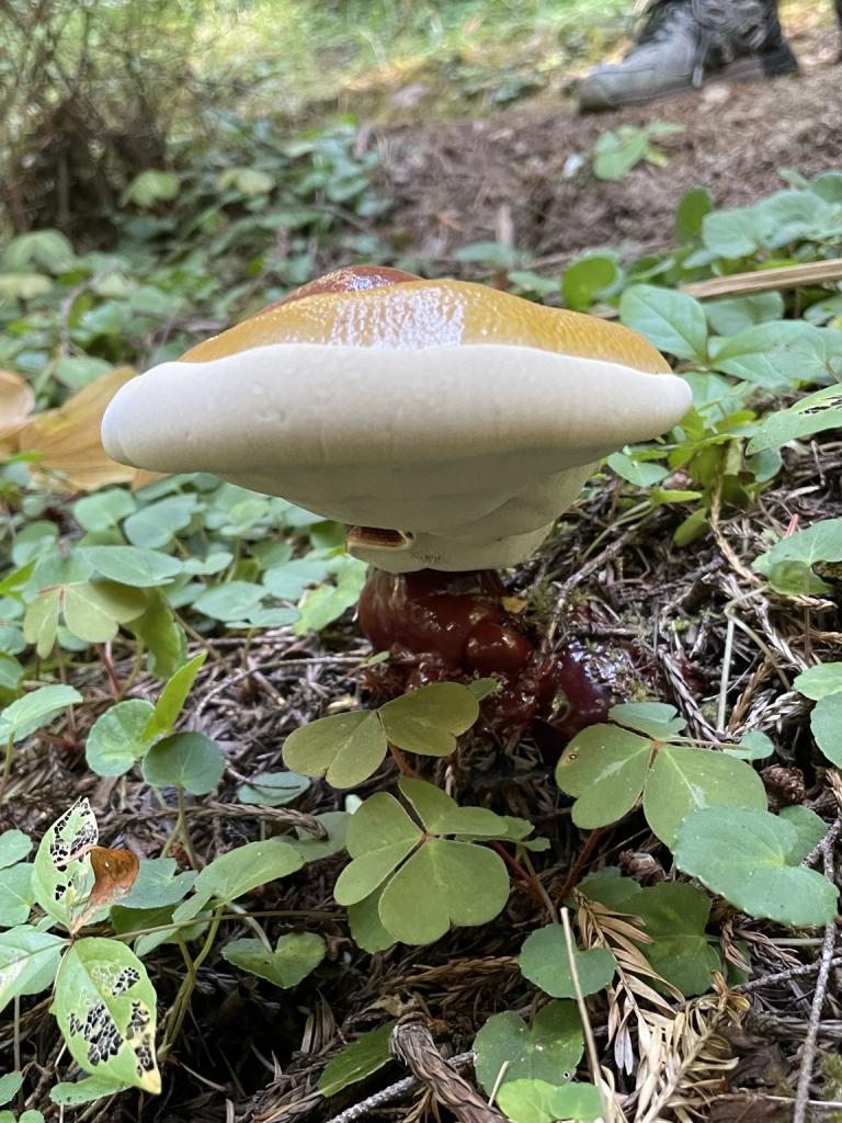 This shows the Shel fungi rising up from the ground with its red top spilling over. It’s about 6 inches wide at its widest diameter. And about 3 inches thick.😘