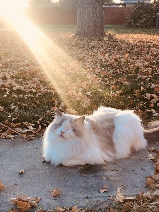 white and brown siberian cat lying on  the ground in a beam of sunshine