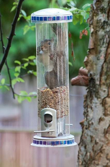 grey squirrel trapped inside a birdfeeder