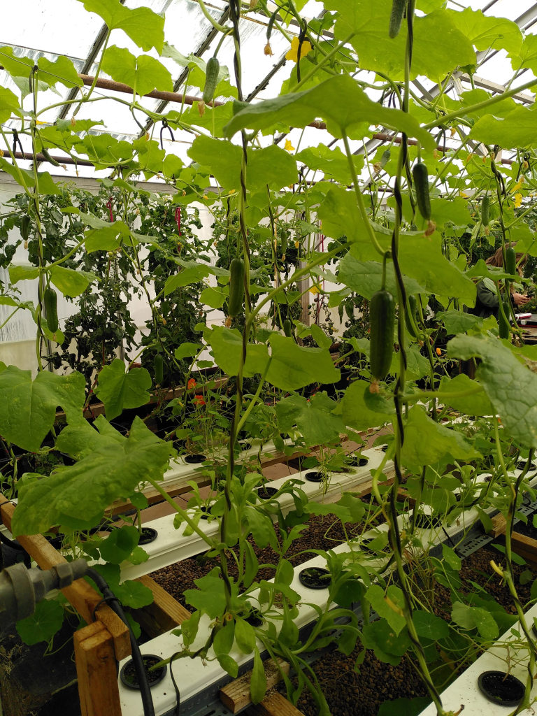 The interior of the greenhouse showing cucumbers growing in the foreground (intercropped with nasturtiums to intercept blackfly) and tomatoes in the background. Each plant is growing our of its own aperture in an enclosed plastic tunnel supported on a wooden frame, and twining up strings to the glass roof