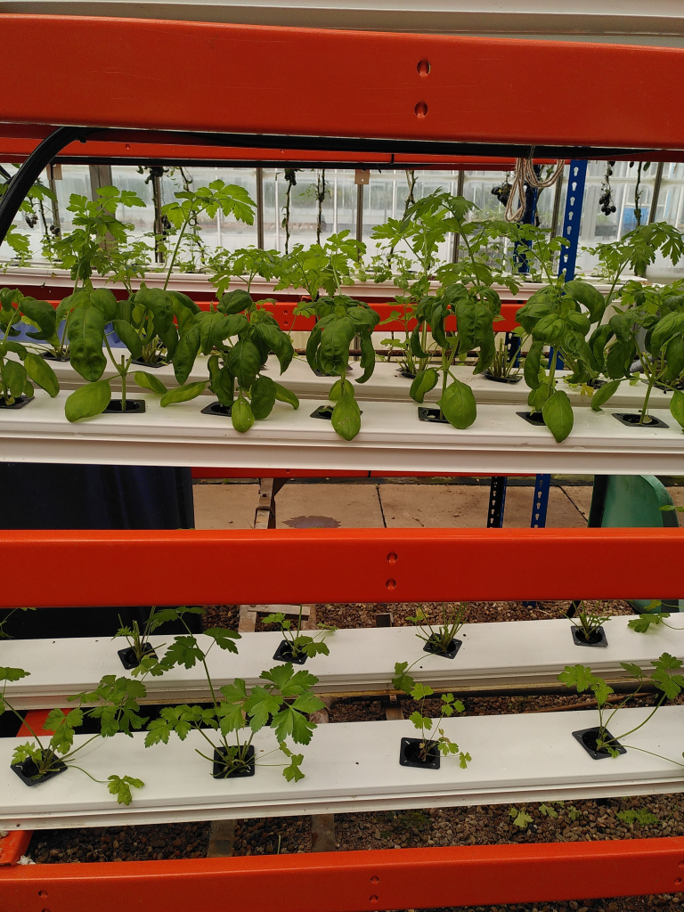 A close up of one of the racks of basil plants