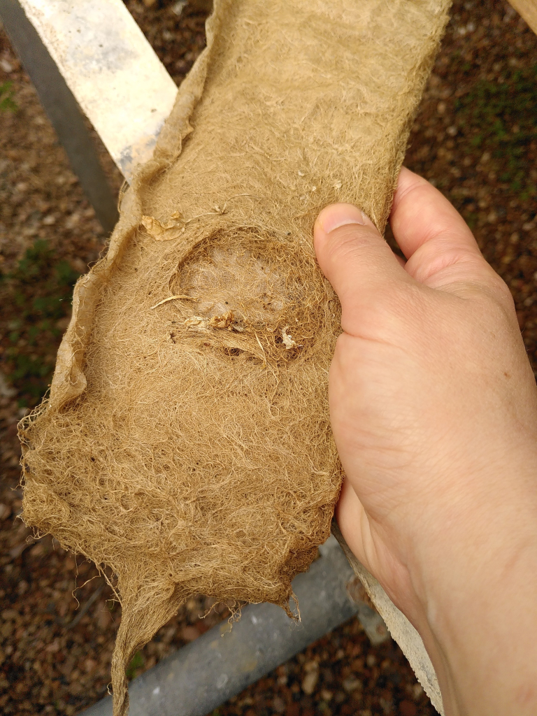 A dry, dense fibrous root mat which you can see is the same width as the pipes, with a circular depression where the plant was removed.