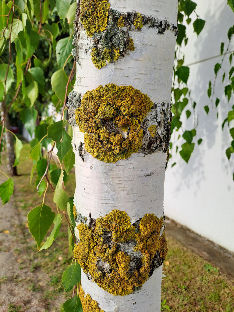 Close up photo of a birch tree's trunk spotted with bright yellow lichen (?), with green leaves in the background 