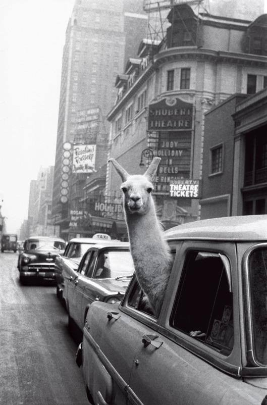 llama poking its long neck and head out of a car window in old black and white photo