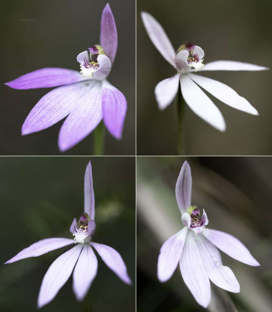 Caladenia carnea (pink fingers) variations growing in light forest near the Wonboyn River, NSW - spring 2024.