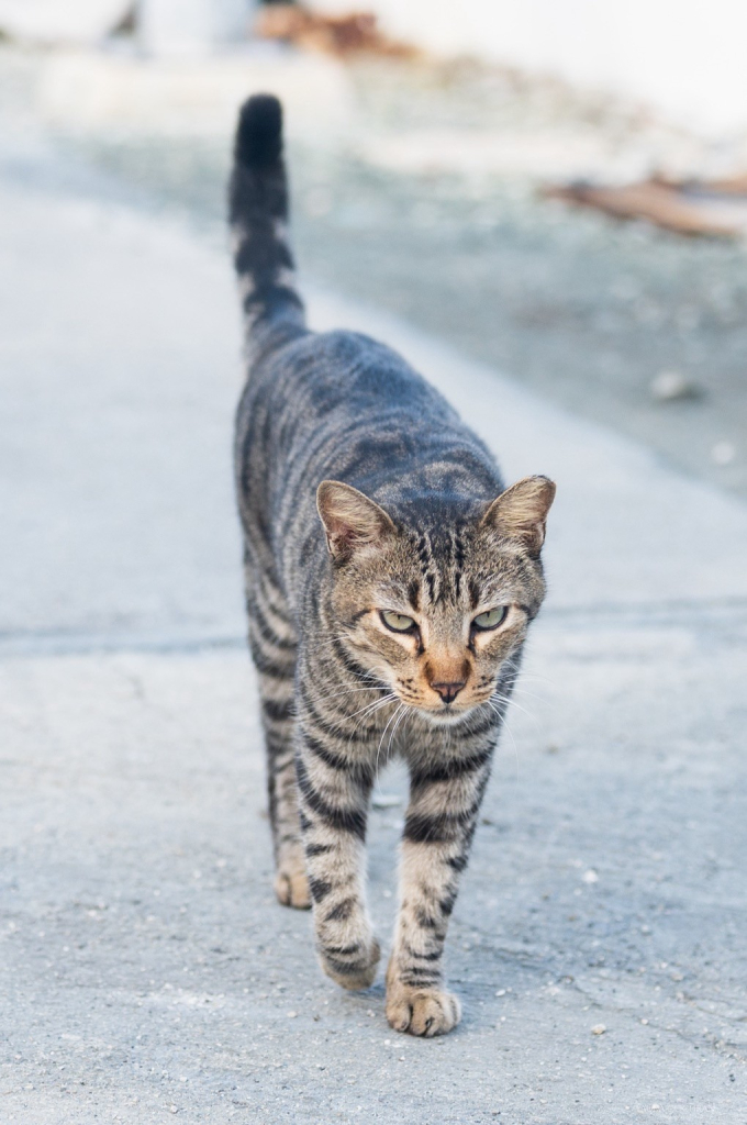 A striped cat saunters down a road. 