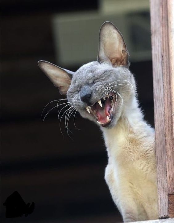 siamese cat with its mouth open and eyes closed, appearing to be singing