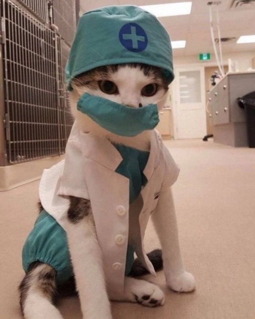 cute kitten dressed in surgical scrubs