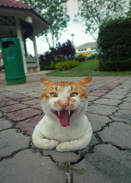 orange and white cat with its mouth open, tongue out and eyes crossed on a patio near a gazebo