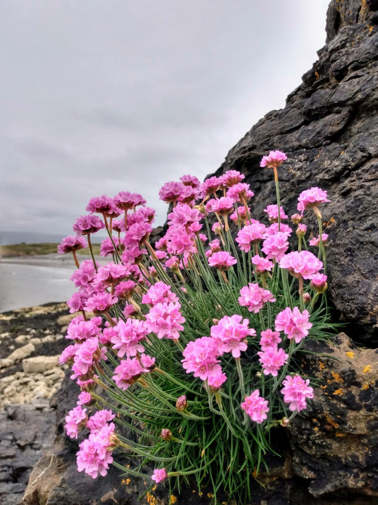 Eine Nahaufnahme eines kleinen Busches mit kleinen rosa Blüten, der am Rande einer rauen, graubraunen Kalksteinklippe wächst. Im Hintergrund sieht man einen Teil der Bucht mit einem wolkenverhangenen grauen Himmel darüber.

A close-up of a small bush of small pink  flowers growing on the edge of a rough, gray-brown limestone cliff. In the background there's a part of the bay with a cloudy gray sky above.