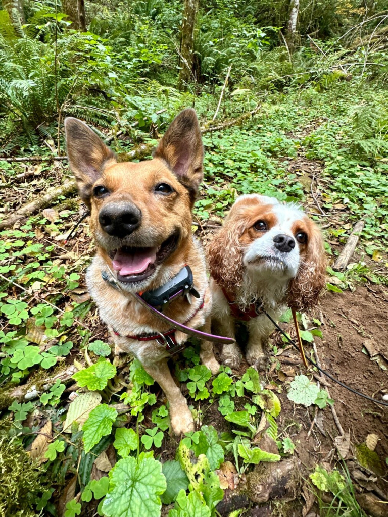 Two dogs sit close together in a patch of clover in a clearing in the woods. One has a big smile, the other has more of a worried expression, because I haven’t reached for my treat pouch yet.