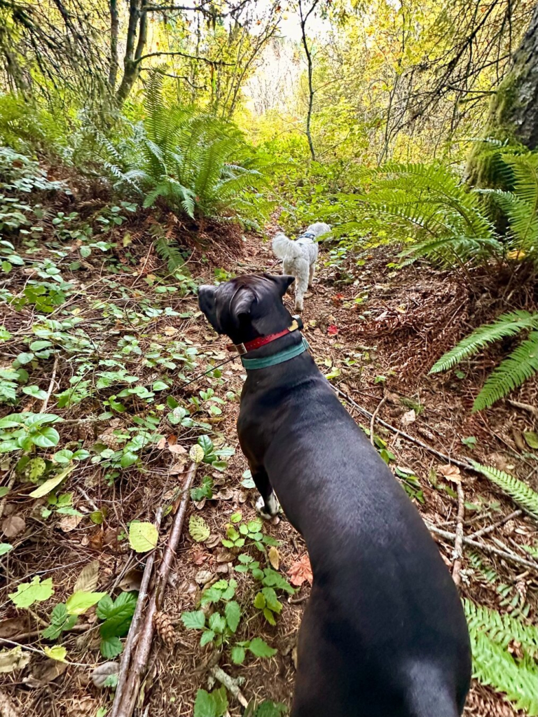 Two dogs explore a foot path emerging from dark woods out into bright sunshine as we crest a hill.