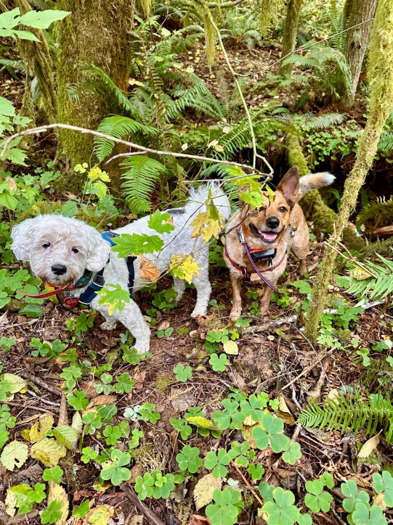 Two dogs are partly hidden behind wild vegetation and mossy branches