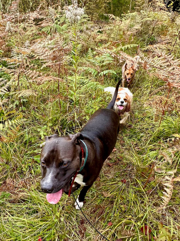 Three dogs trot forward happily through a thicket of wild grass and tall ferns