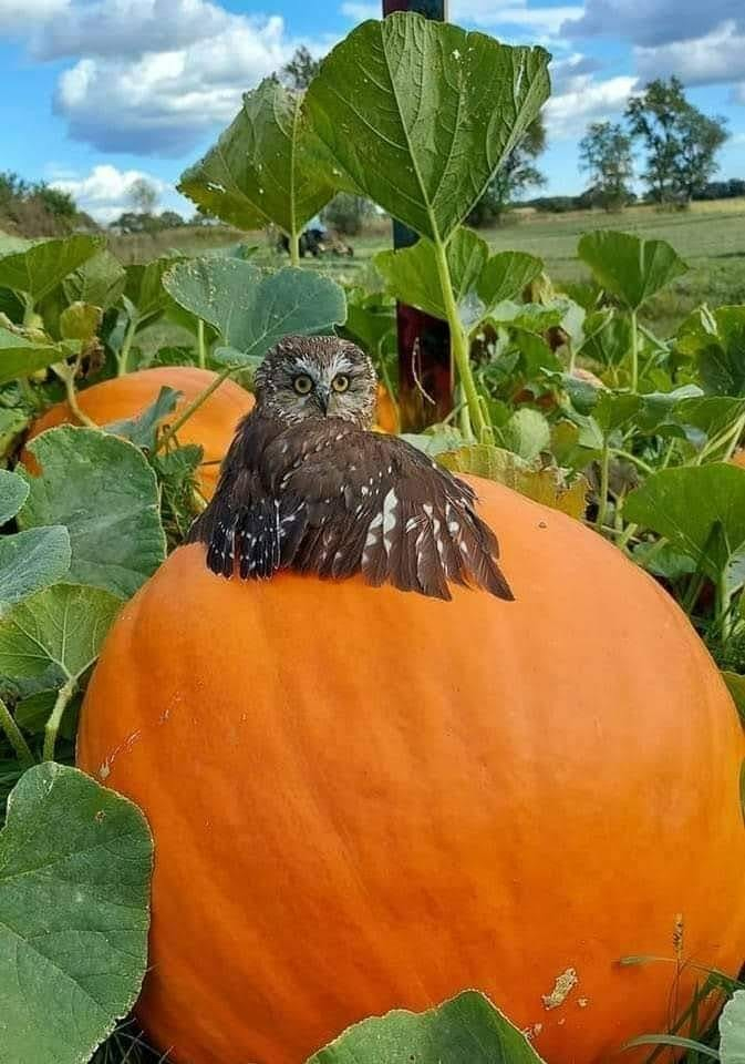 A owl on/claiming a bigass pumpkin.