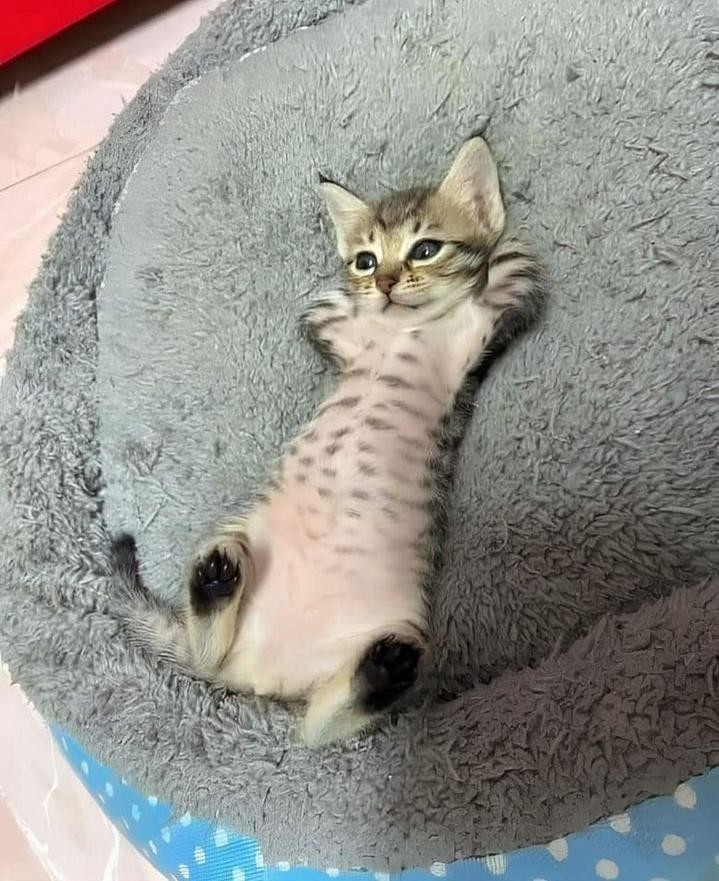 kitten lying on a cat bed on its back, with its paws tucked behind its head like a human