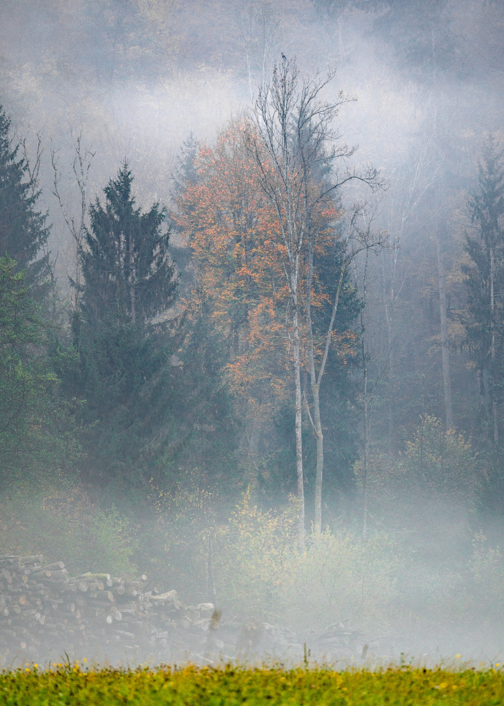 Blick auf einen Wald, der von Nebelschwaden durchzogen wird. Ganz unten sieht man einen Teil der Wiese, danach einen Holzstapel. Die Bäume haben teilweise ihre Blätter bereits verloren, teilweise sind sie orange/braun.