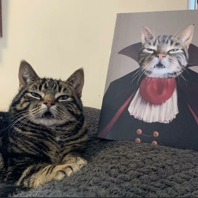 tabby cat with mouth open and slightly dopy look on its face, next to a picture of it dressed as a vampire