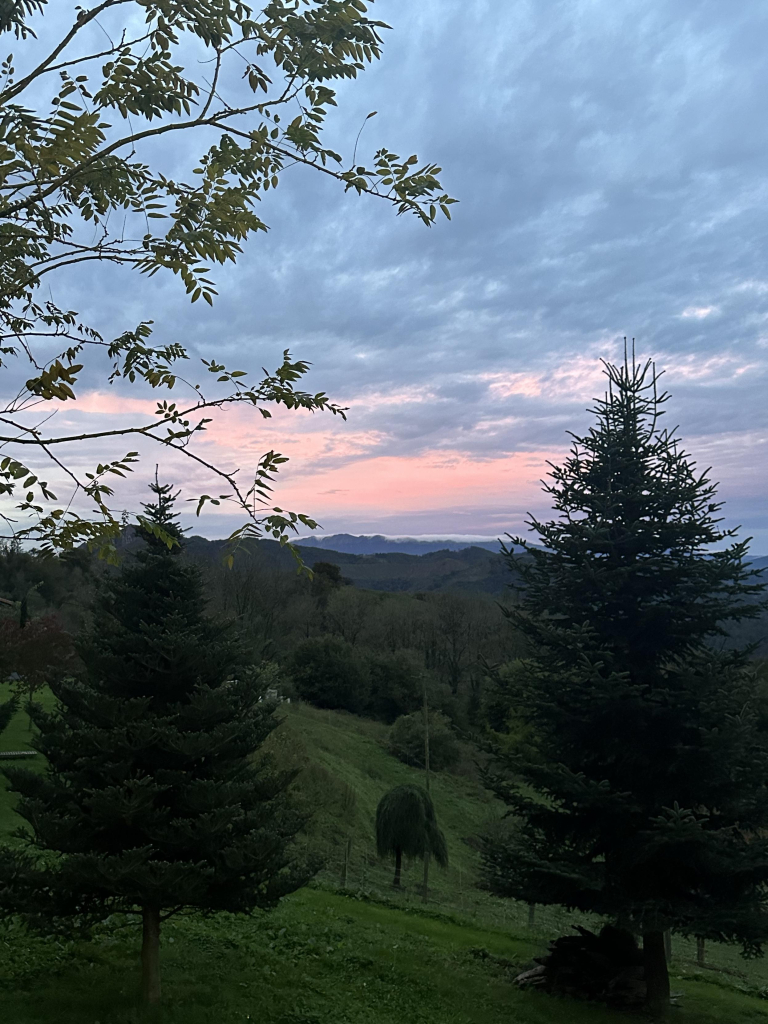 Jardín de árboles y coníferas. Ambiente de un amanecer con un cielo nuboso y rosáceo en el horizonte.