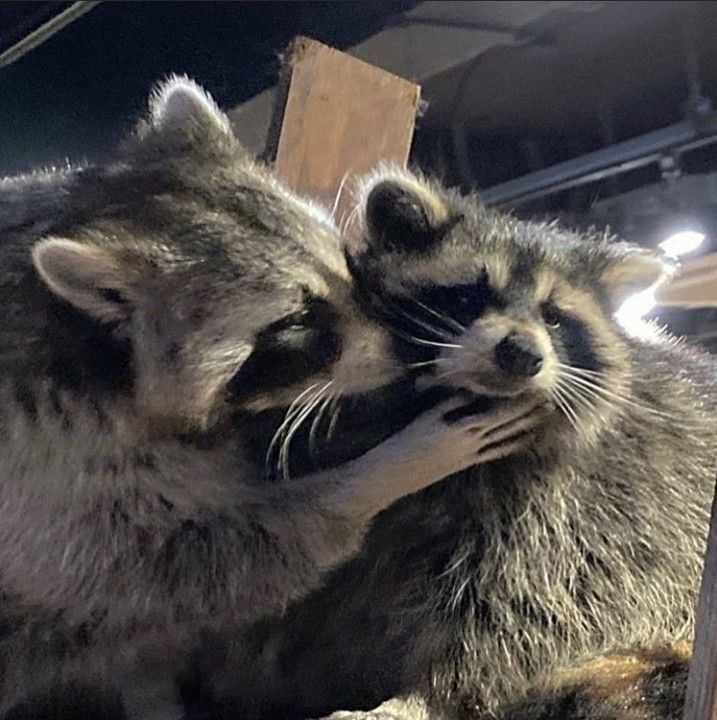 two raccoons: one has its paws under the other's chin and its snout next to the others face, in an appearance of an embrace and kiss