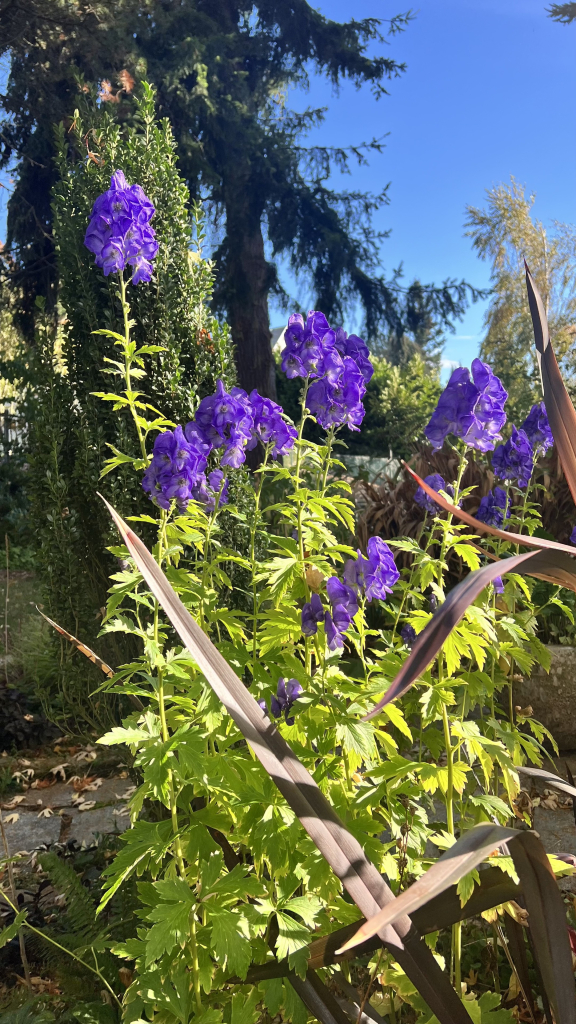 A tall herbaceous flower in a garden bed. The leaves are light green and palmate and the flowers above them are clusters of purple blooms. The day is bright and sunny and the late afternoon light is golden. In front is a tall purplish grass like plant. Beyond is an evergreen tree. 