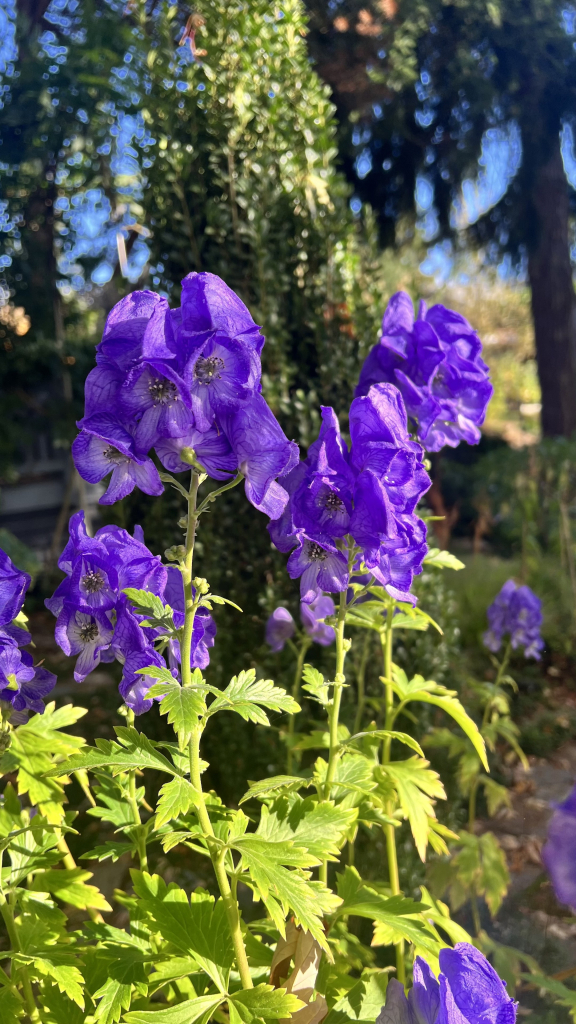 Closer view of the blooms from the previous photo. Each is shaped like a hood from a sweatshirt. 