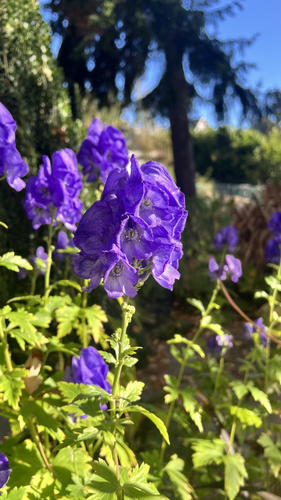 Another closeup view of the monkshood flowers. 