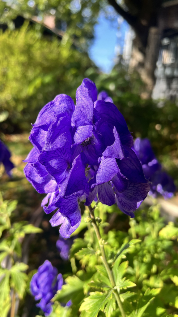 Very close view of a bloom showing the velvety texture of the flowers and the delicate veining on n them. 