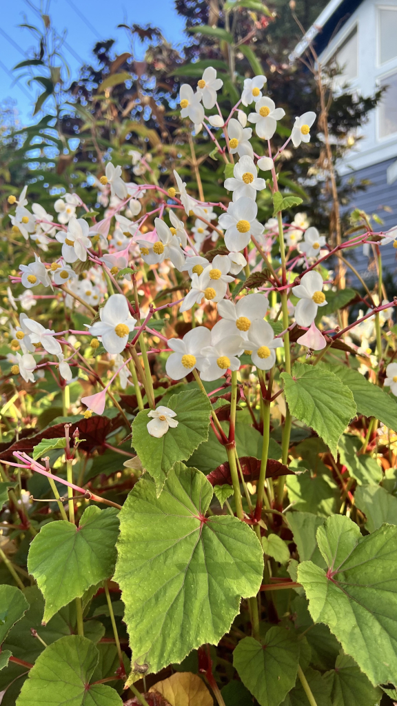 A bunch of flowers in the late afternoon sun. They have payment leaves with bright red undersides typical of begonias, and white delicate open flowers with yellow centers. The stems are also reddish at the joints. 