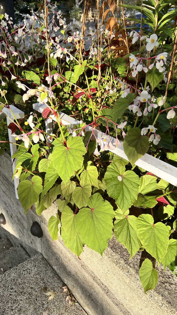 Another view of the same flowers as previous photo. The late afternoon sun makes the leaves glow brilliant yellow green. They are growing through a white metal railing beside a sidewalk