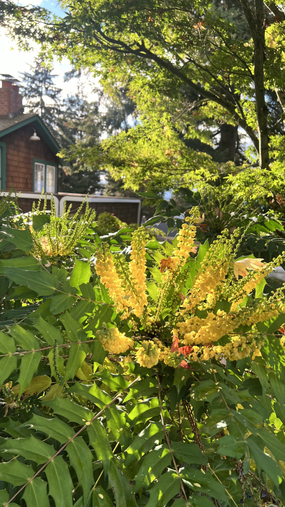 Flowering tops of a shrub with prickly holly like leaves arranged in very geometric rows like a xycad or fern. The flower bracts are like upside down squid tentacles with tiny yellow bell shaped flowers like suckers 