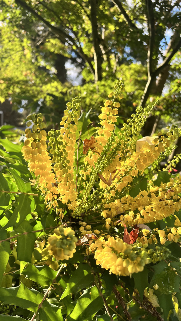 Closer view of the yellow inflorescences of the same plant, backlit by the late afternoon sun 