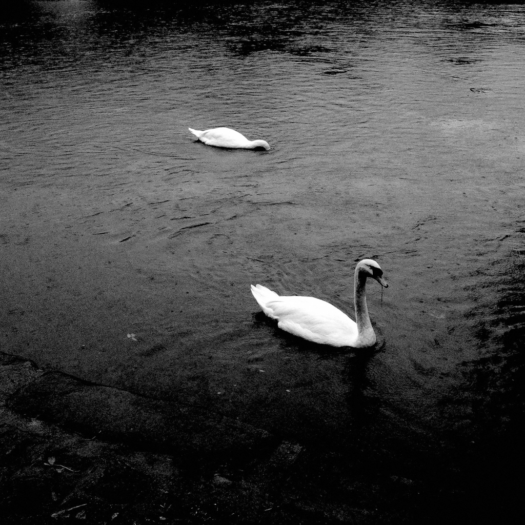 Photo de deux cygnes flottants sur une étendue d'eau sur laquelle tombe la pluie. Le cygne en avant plan regarde le photographe, une herbe dans le bec, celui en second plan a la tête sous l'eau en quête de nourriture.